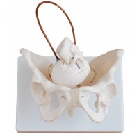 Model of Pelvis Demonstrate Birth